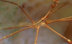 Arrow Crab in Vase Sponge by Kenneth Bailey 
